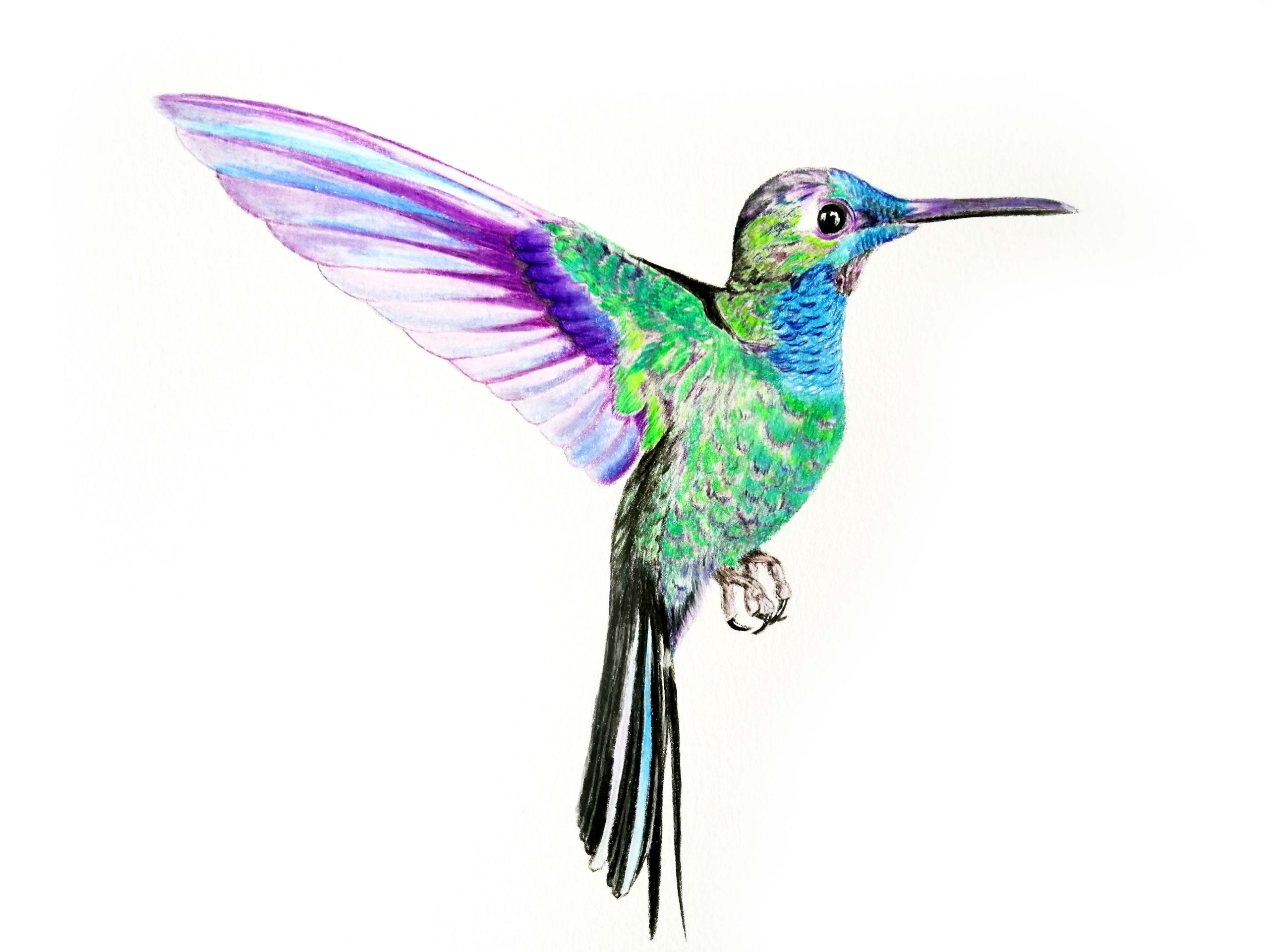 'Hummingbird' - Linda Williams, Signed Limited Edition Print 3/295 ...